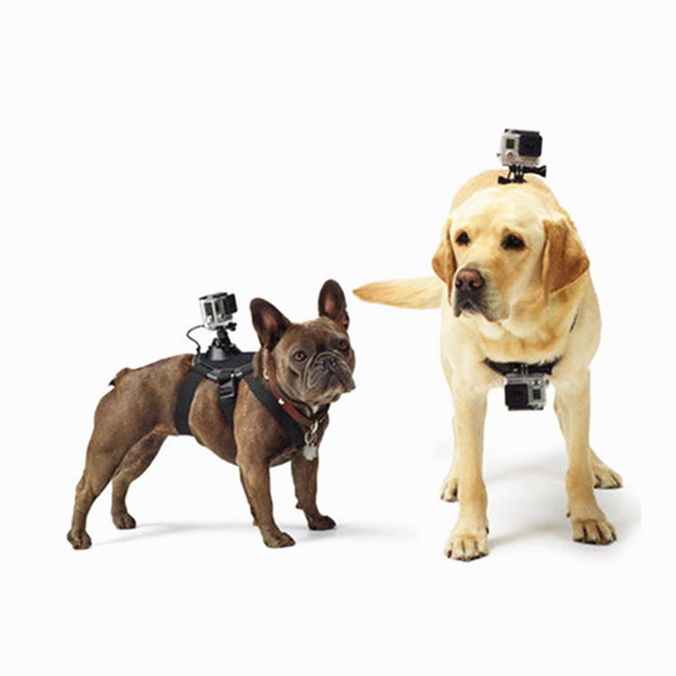 Dog Camera Holder