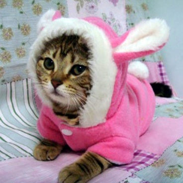 Bathrobe for cats