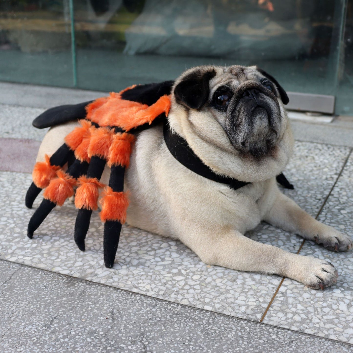 Pet Clothes Halloween Spider