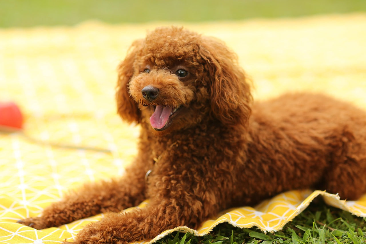 Toys for dogs