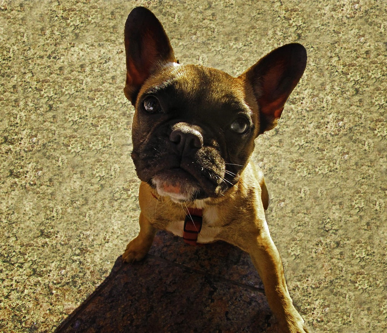 All Things Dog