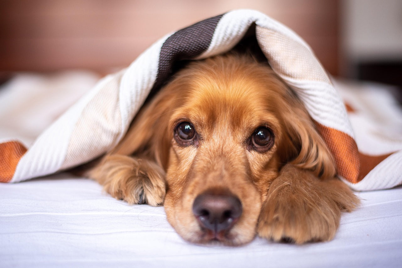 Pet bed