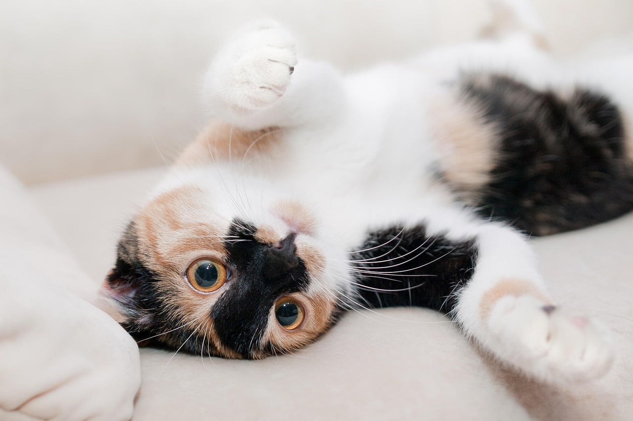 Toys for cats