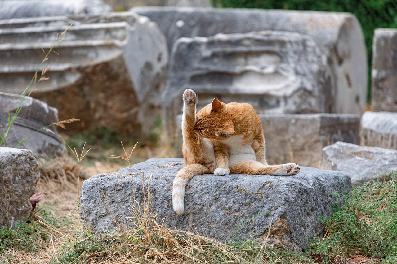 All Things Cat