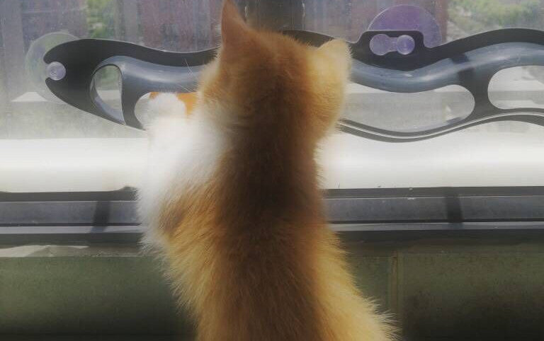 Cat toy on the window